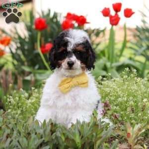 Crue, Miniature Poodle Puppy